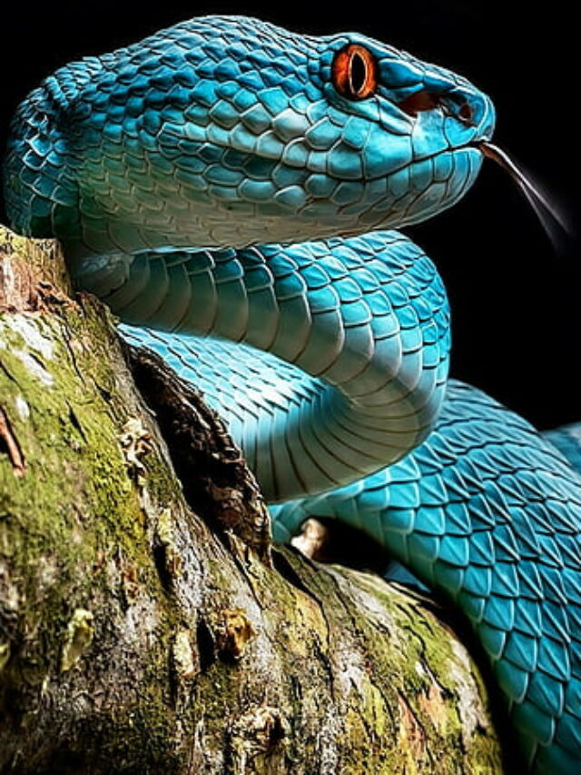 HD-wallpaper-snake-black-blue-dragon-reptile-reptiles-serpent-snakes-viper-thumbnail
